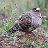 Common Bronzewing