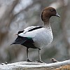 Australian Wood Duck