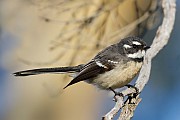 Grey Fantail