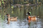 Chestnut Teal