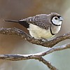 Double-barred Finch