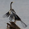 Darter