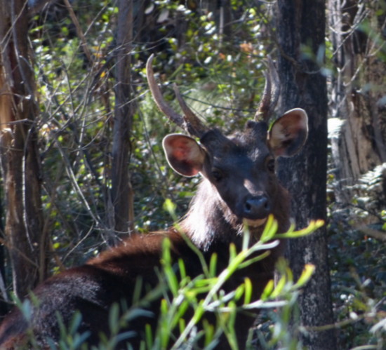 deer