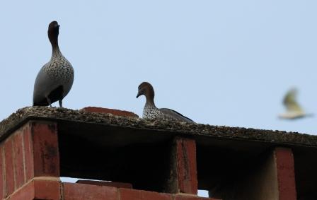 Inline image 1