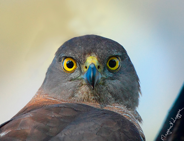 brown-goshawk101118_6859-copy.jpg