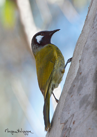 white-eared-honeyeater100817_4014.jpg