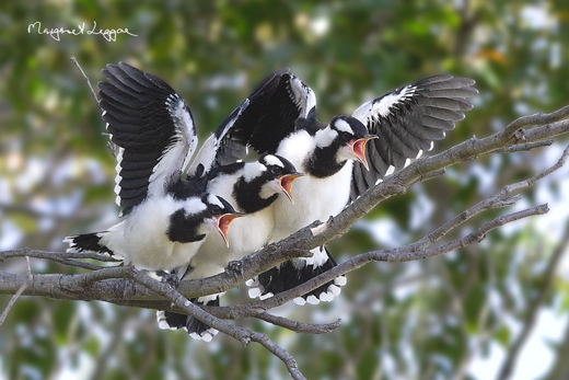 3magpie-lark-chicks111205_6841-print.jpg