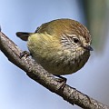 Striated Thornbill