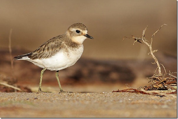 Double-banded_Plover_MG_5521_Tathra_40k