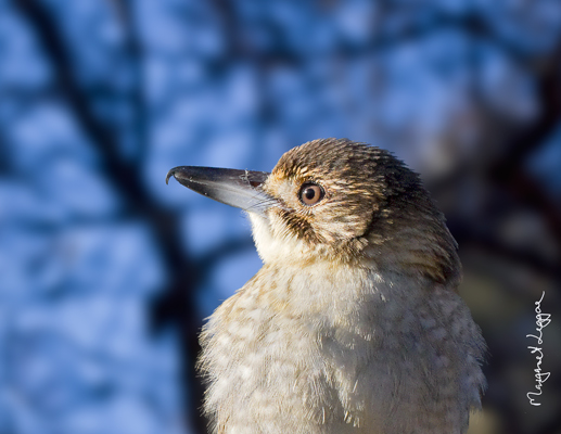 grey-butcherbird-juv120703_1209.jpg