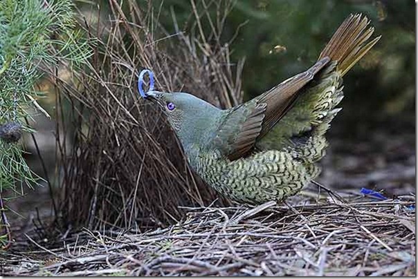 Satin_Bowerbird_MG_1691_ANBG_sfw_40k