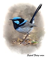 Superb Fairy-wren