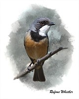 Rufous Whistler
