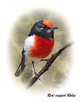 Red-capped Robin