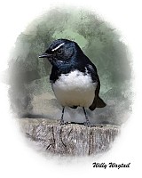 Willy Wagtail