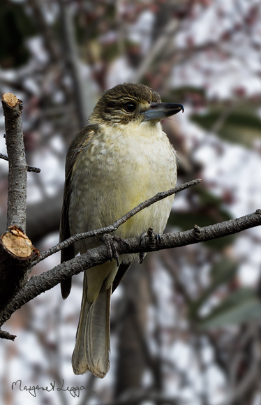 Grey-butcherbird120730_3083-copy.jpg