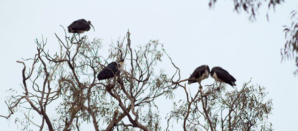 straw-necked ibis120813_4025.jpg