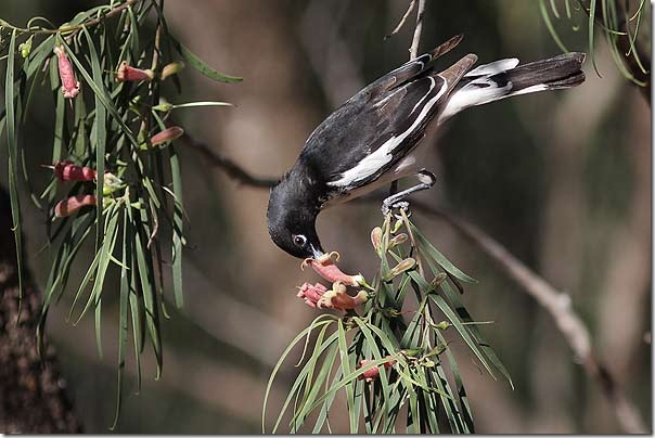 Pied_Honeyeater_MG_8578_Round_Hill_40k