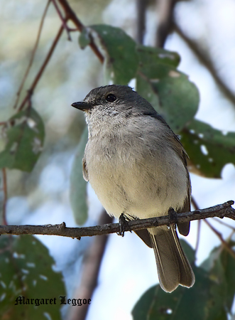 bird111003_3267-sig.jpg