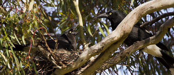 currawongs121028_8417.jpg