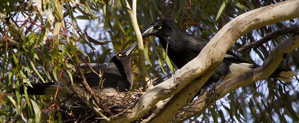 currawongs121028_8421.jpg