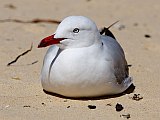Silver Gull