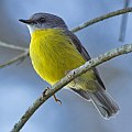 Eastern Yellow Robin