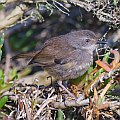 White-browed Scrubwren