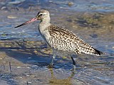 Bar-tailed Godwit?