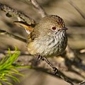 Brown Thornbill