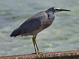 White-faced Heron