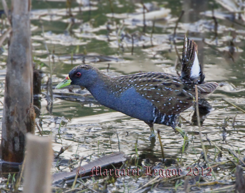 Australian-crake121125_2128small-sharpcrop.jpg