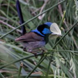 View album