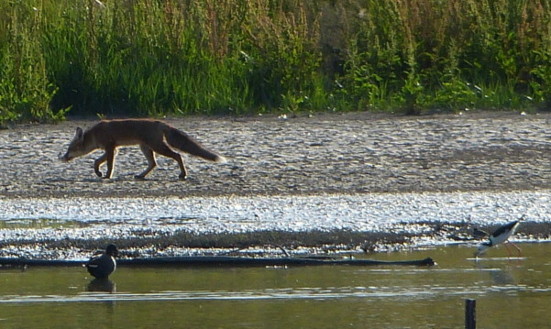 fox