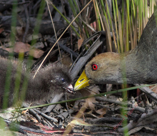 Tas-native-hen121209_4731smallsharp-(1).jpg