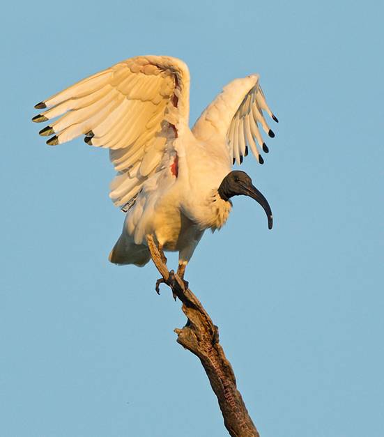 AWIroosting_130116_1A1284ibcsig.jpg