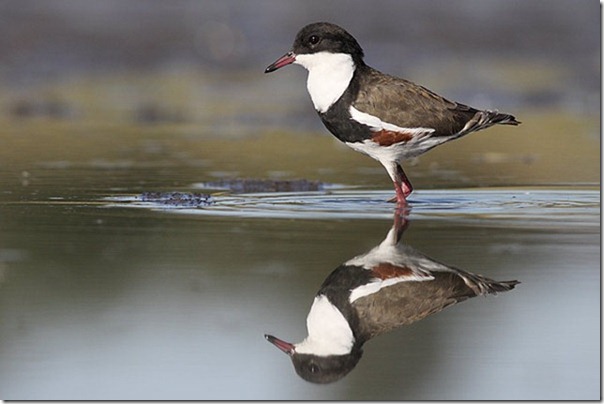 Red-kneed_Dotterel_MG_7975_Jerra_40k