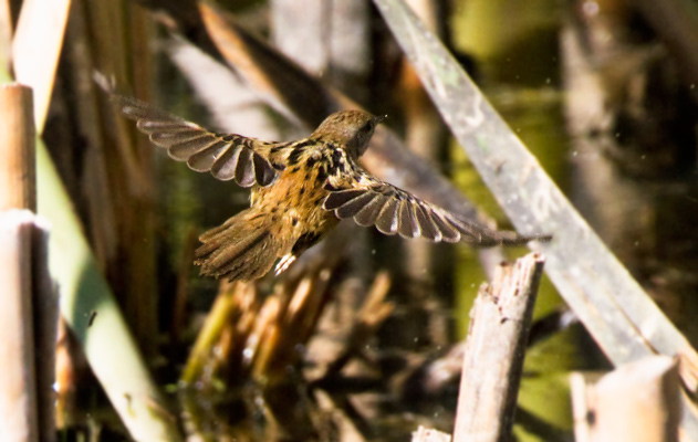 littlegrassbirdflight121228_7781smallsharp.jpg