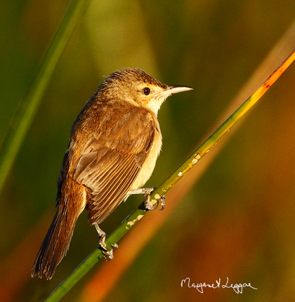 Australian-reed-warbler101123_7740sig.jpg
