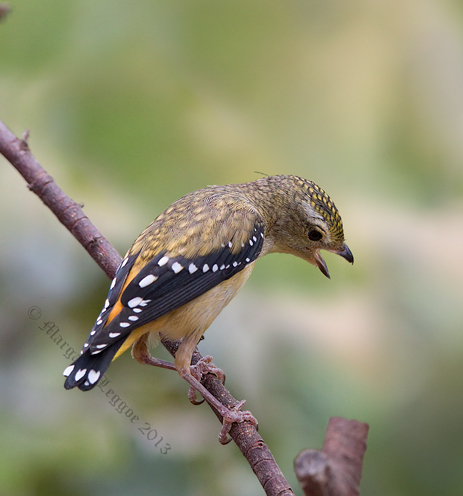 Spotted-pardalote130105_A9649sigCOG.jpg