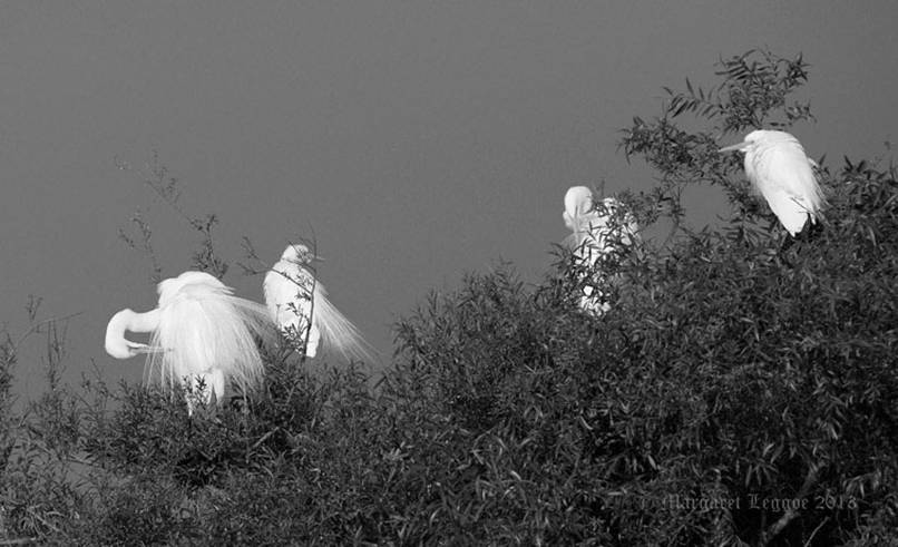 morning-ablutions130110_A0310-B&Wsig.jpg