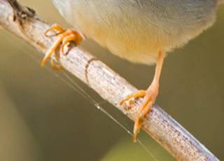 red-browed-feet_4039-2.jpg