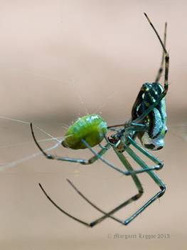 Silver-orb-spider-130214.jpg
