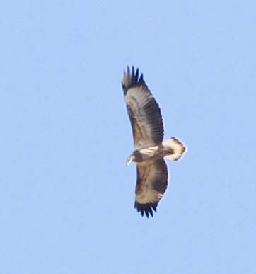 Little-eagle130218_A4853.jpg