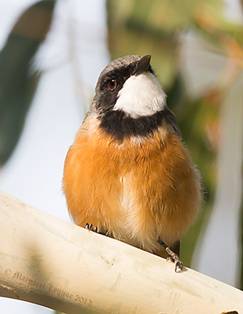 Rufous-whistler130214_A4289-vsmall.jpg