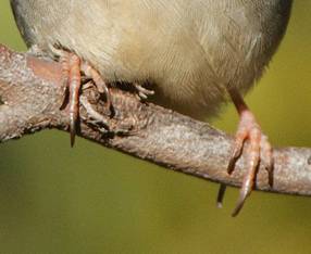 red-browed-firetail_3749-copy.jpg