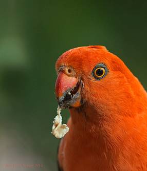 kingparrotmale130209_A4091.jpg