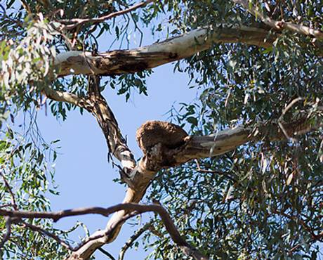 chough-nest130308_A7196.jpg