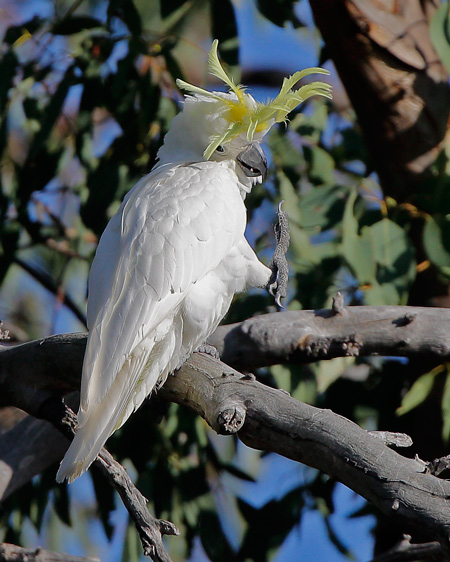 greencrest130307_A6972dppsharpcrop2.jpg