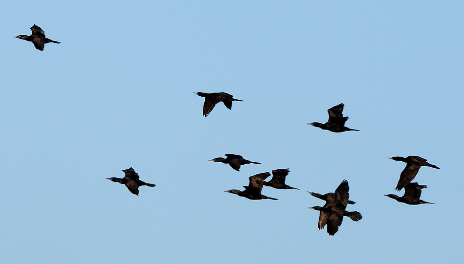 littleblackcormorants130330_A0975halfflock.jpg
